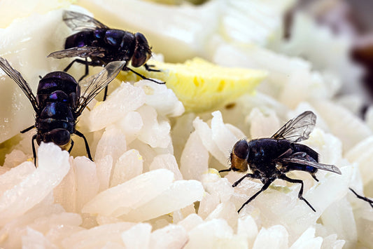 Pest COntrol For Food Businesses