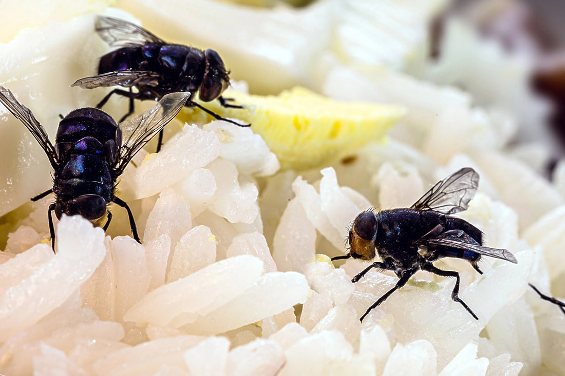Pest COntrol For Food Businesses